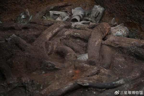 e路配资 三星堆象牙有救了！成都研发团队破解象牙全球保护难题